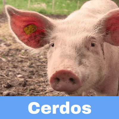Antibióticos para Cerdos